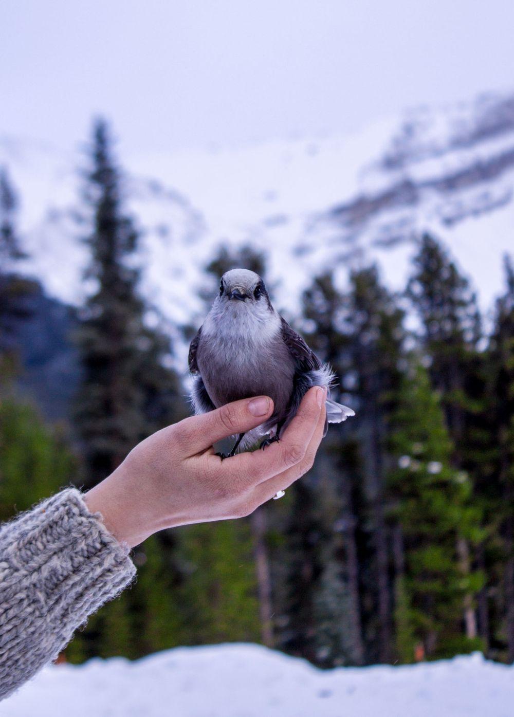 Whisky Jacks at Malign lake